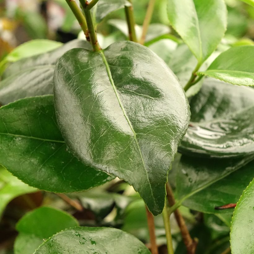 Camellia japonica Midnight Variegated (Fogliame)