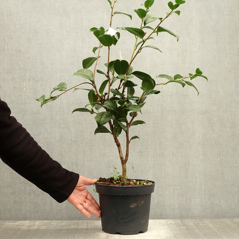 Esemplare di Camélia Nuccio's Cameo - Camellia japonica - Pot de 4L/5L come consegnato in autunno