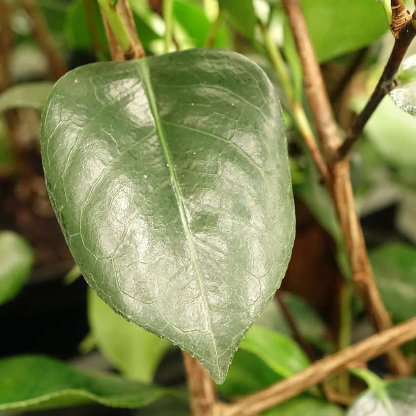 Camellia japonica de Higo Okan (Fogliame)