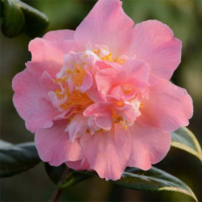 Camellia japonica Paddy's Perfumed (Fioritura)