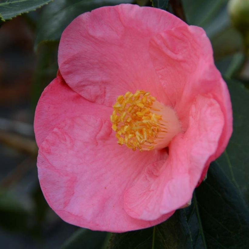 Camellia japonica Paul Sérusier (Fioritura)