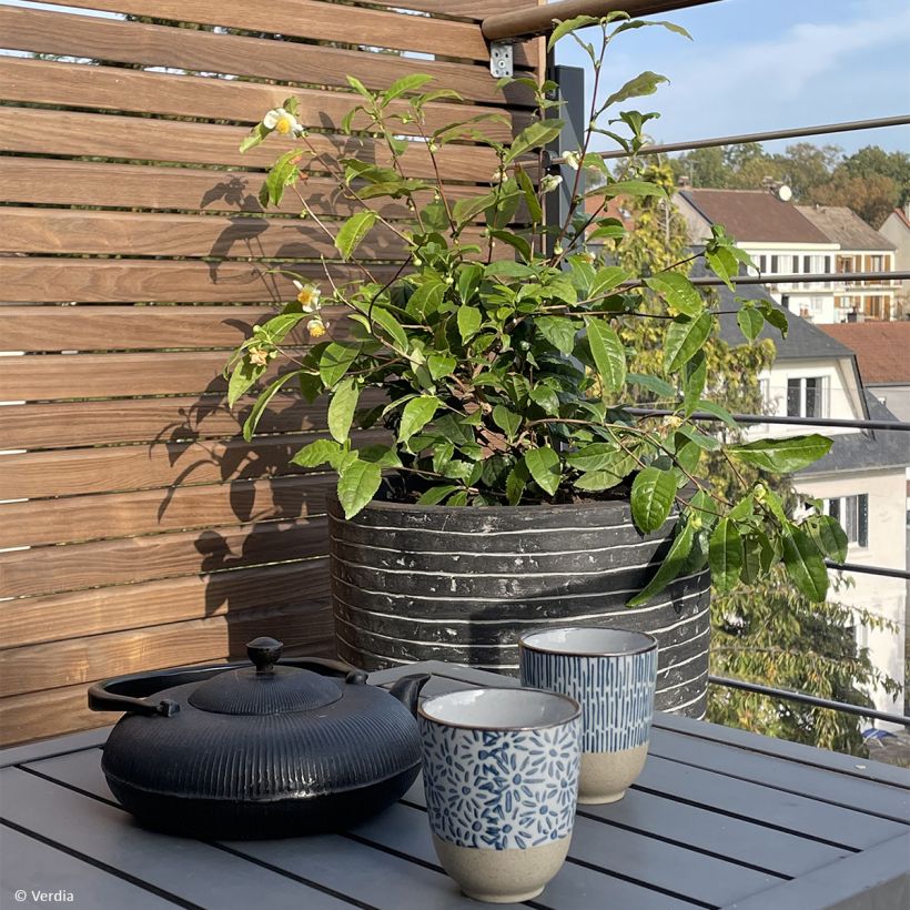 Camellia sinensis Théojardin - Pianta del tè (Porto)