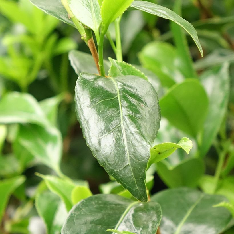 Camellia japonica Stacy Susan (Fogliame)