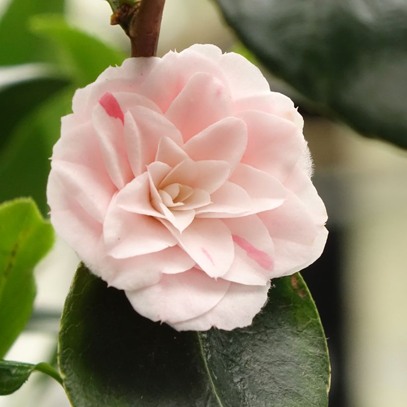 Camellia japonica Stacy Susan (Fioritura)