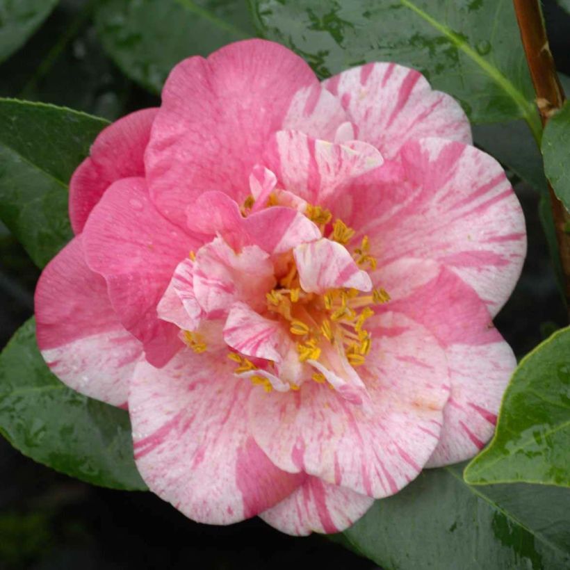 Camellia japonica Traverso (Fioritura)