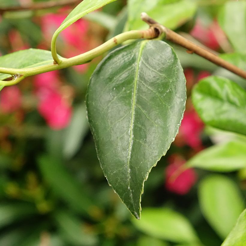 Camellia williamsii Tulip Time (Fogliame)