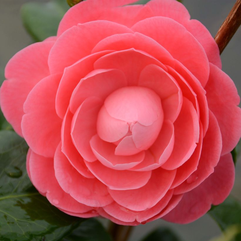 Camellia japonica Valtevareda (Fioritura)