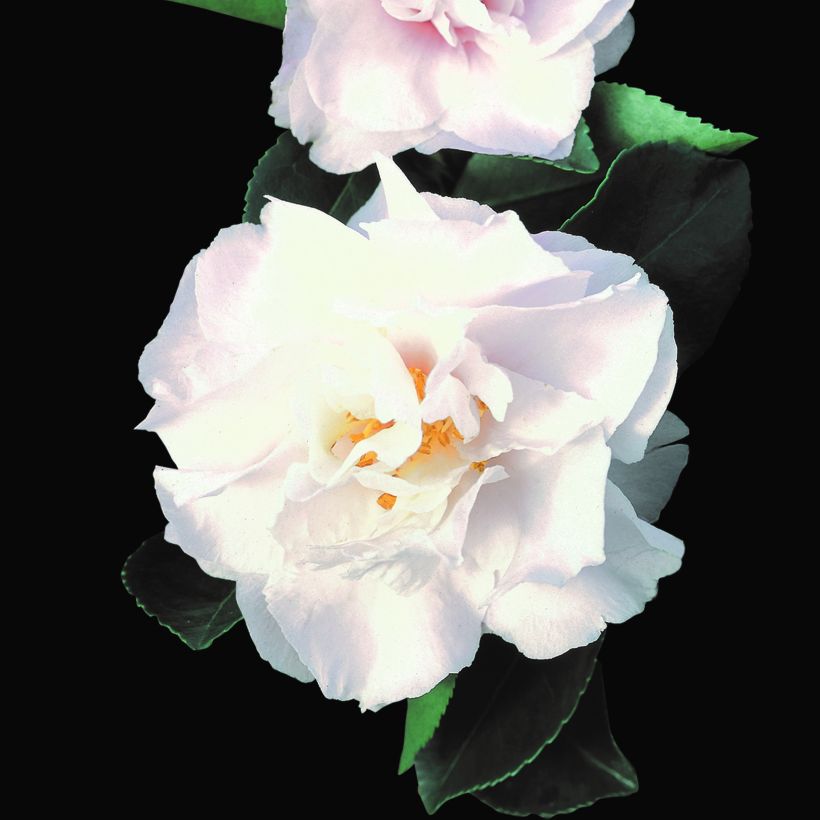 Camellia sasanqua Waterfall White (Fioritura)