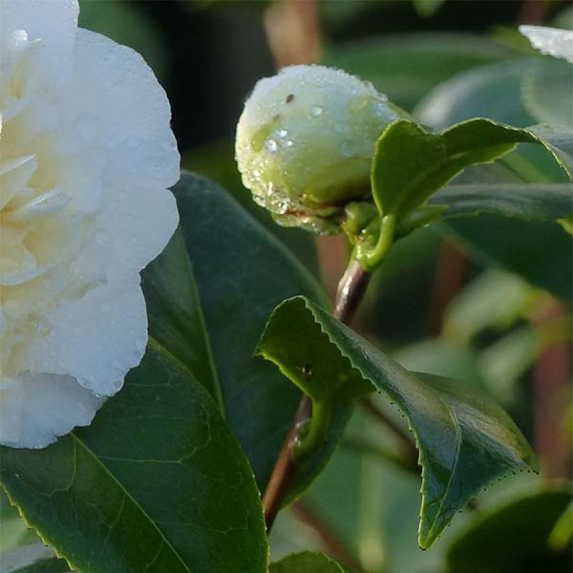 Camellia japonica Jury's Yellow (Fogliame)