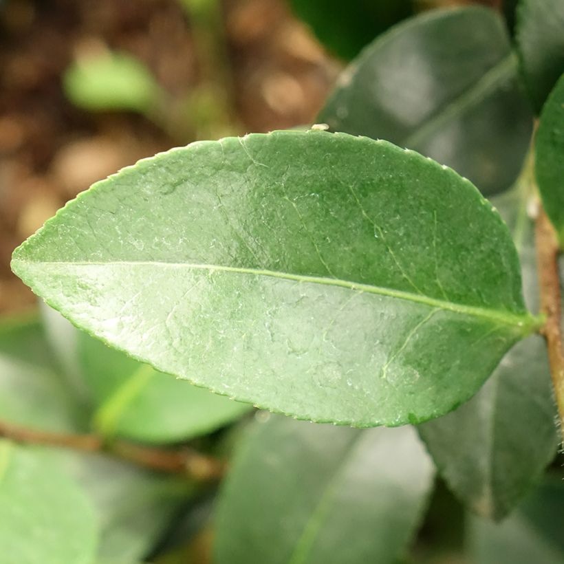 Camellia sasanqua Belinda (Fogliame)