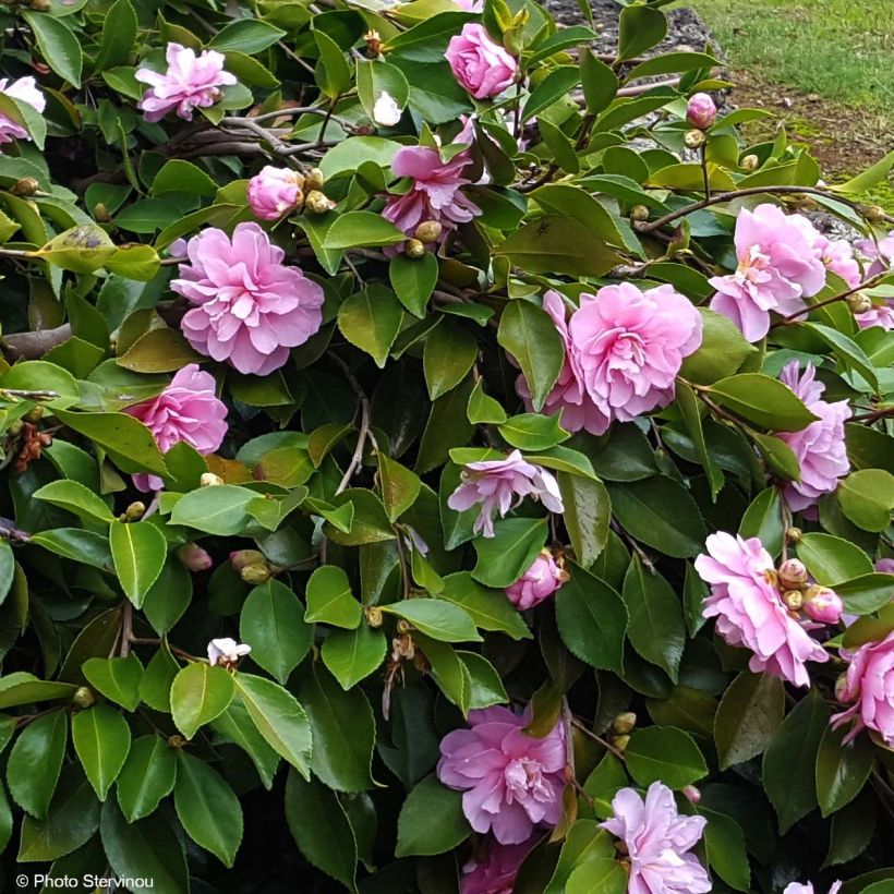 Camellia sasanqua Waterfall Pink (Fioritura)