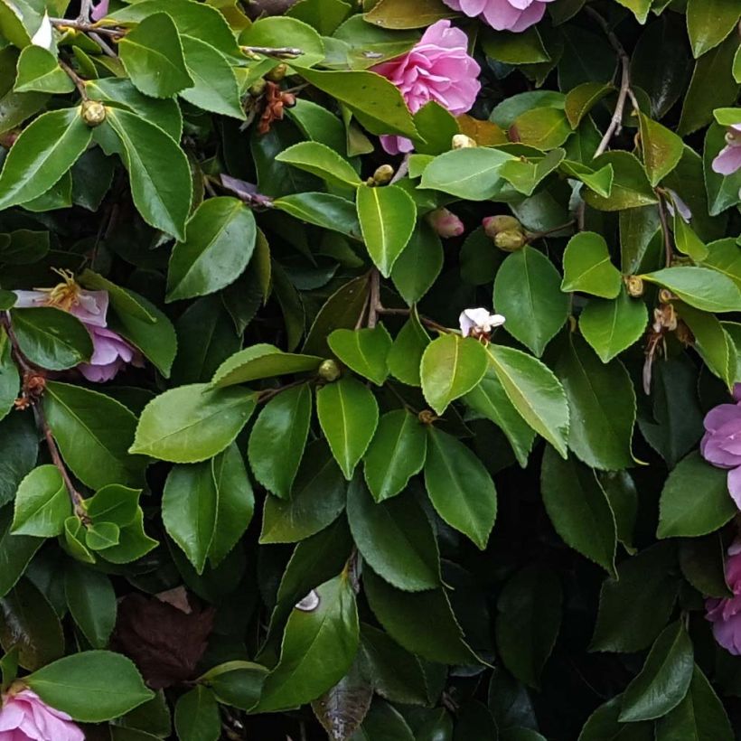 Camellia sasanqua Waterfall Pink (Fogliame)