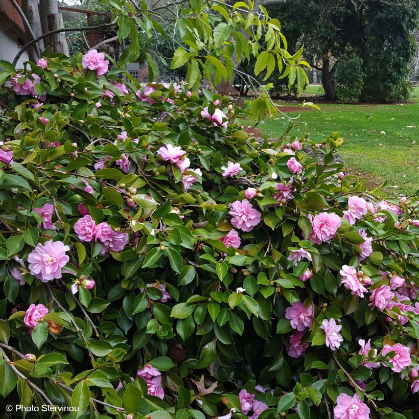 Camellia sasanqua Waterfall Pink (Porto)