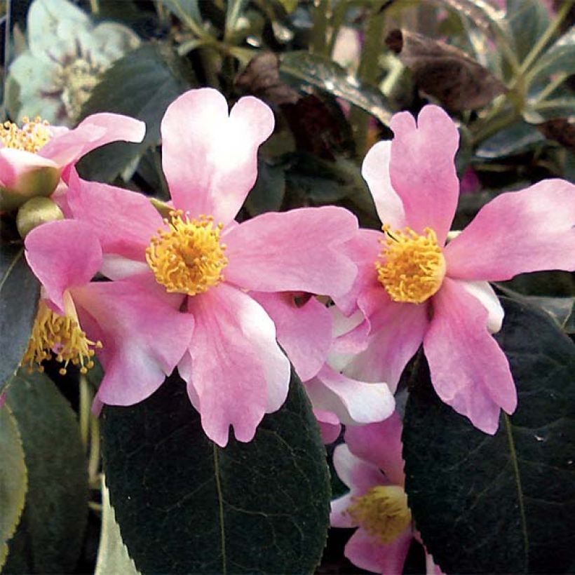 Camellia sasanqua Yume (Fioritura)