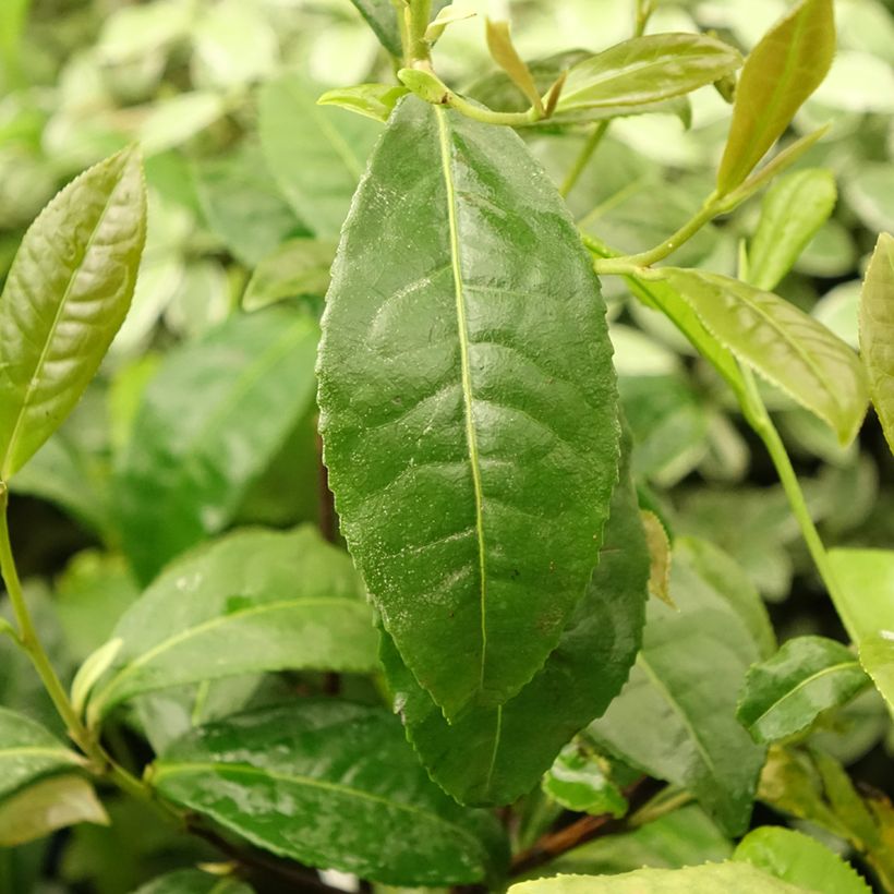 Camellia sinensis Théojardin - Pianta del tè (Fogliame)