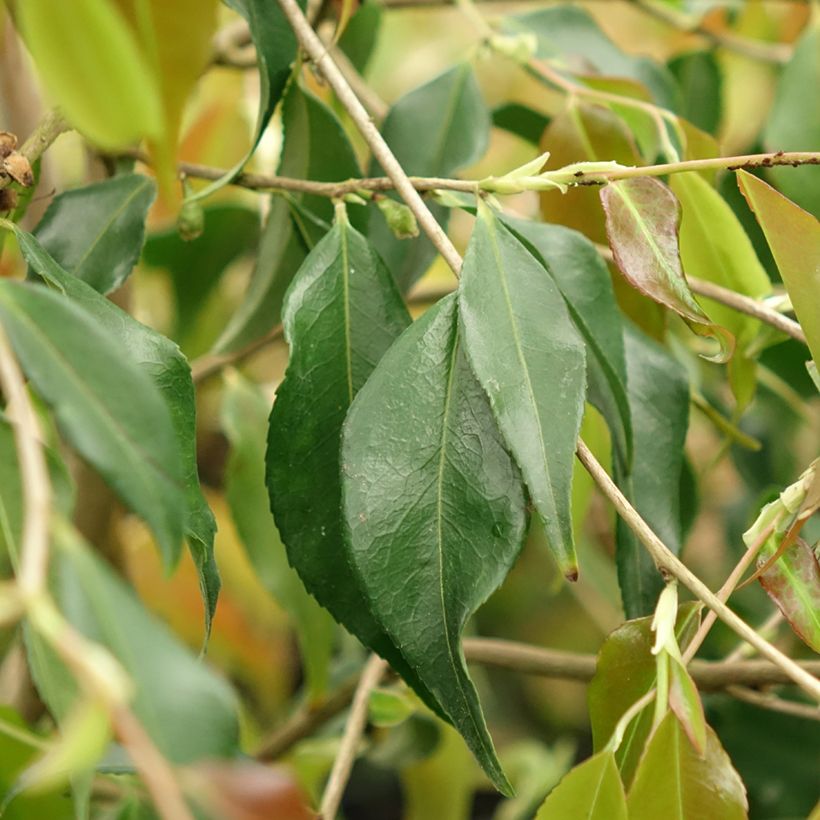 Camellia tsaii - Camelia tsaii (Fogliame)