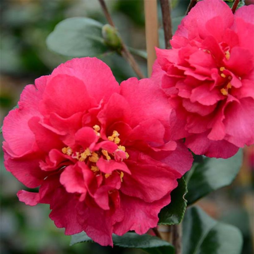 Camellia hiemalis Bonanza (Fioritura)