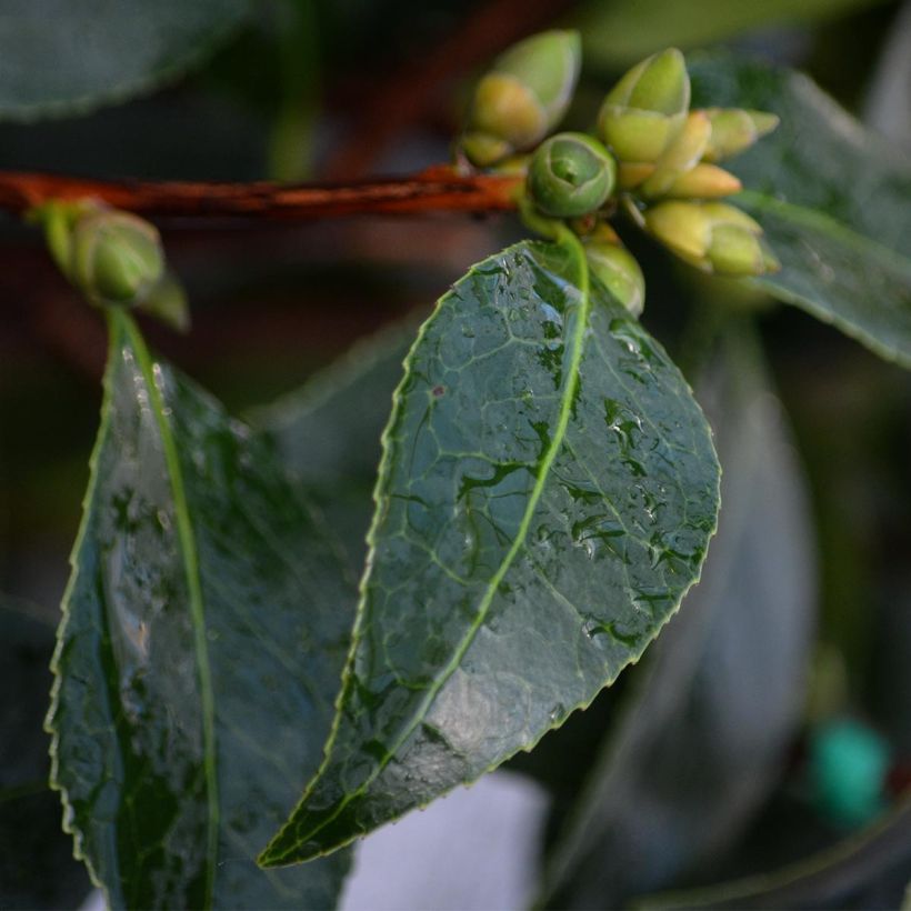 Camellia williamsonii Spring Daze (Fogliame)