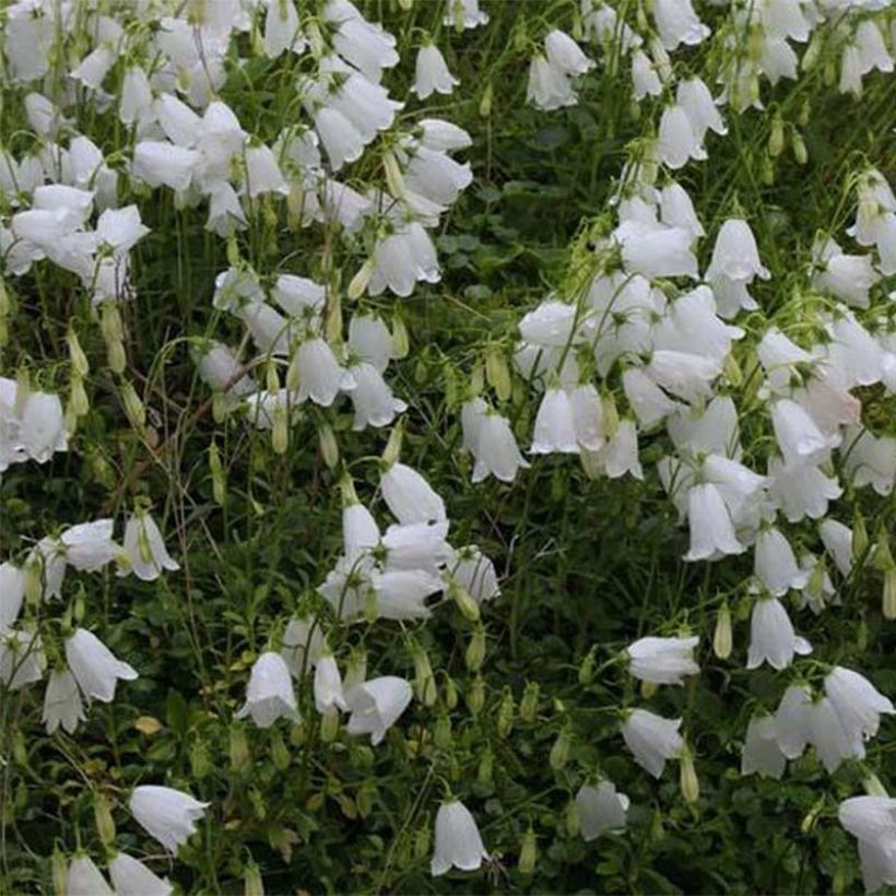 Campanula cochleariifolia Alba - Campanula dei ghiaioni (Fioritura)