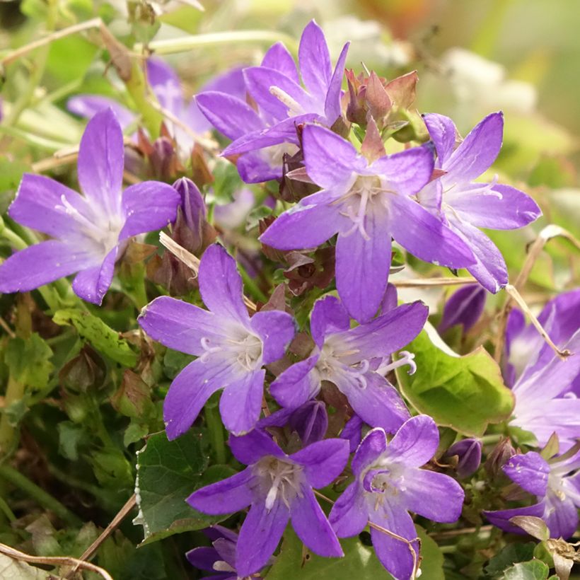 Campanula poscharskyana Adansa Purple - Campanula serba (Fioritura)