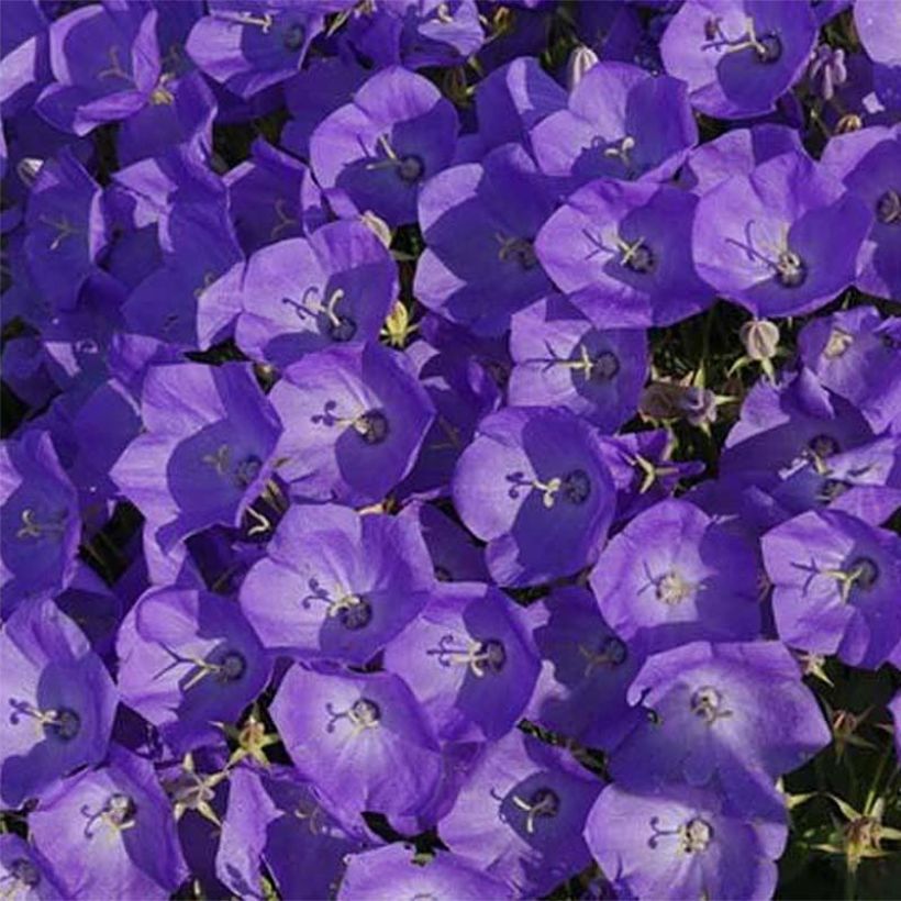 Campanula carpatica Karl Foerster - Campanula dei Carpazi (Fioritura)