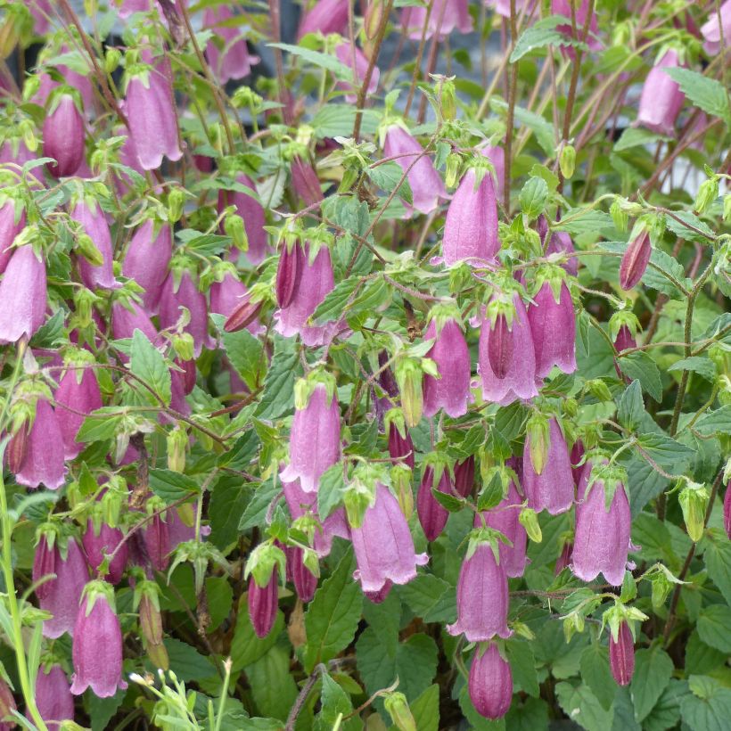 Campanula takesimana Ringsabell Mulberry Rose (Fioritura)