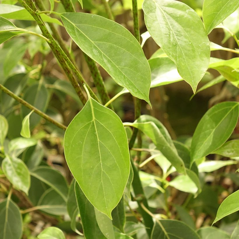 Cinnamomum camphora - Canfora (Fogliame)