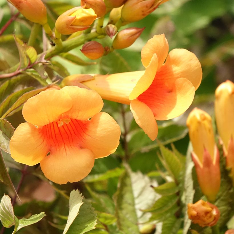 Campsis radicans Indian summer - Bignonia (Fioritura)