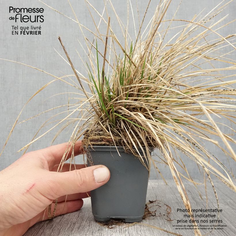 Canche cespiteuse Vivipara - Deschampsia cespitosa Godet de 9cm esemplare consegnato in inverno