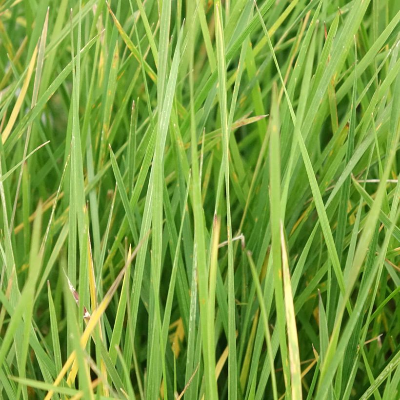 Deschampsia caespitosa Vivipara (Fogliame)