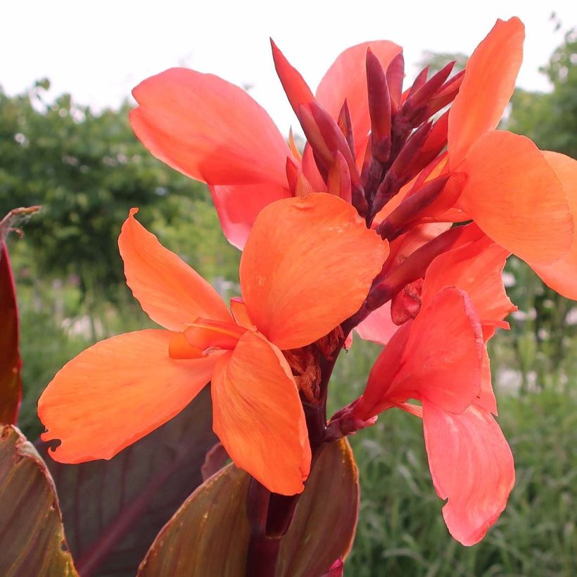 Canna indica Angelique - Canna d'India (Fioritura)