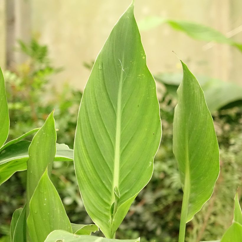 Canna edulis - Canna d'India (Fogliame)