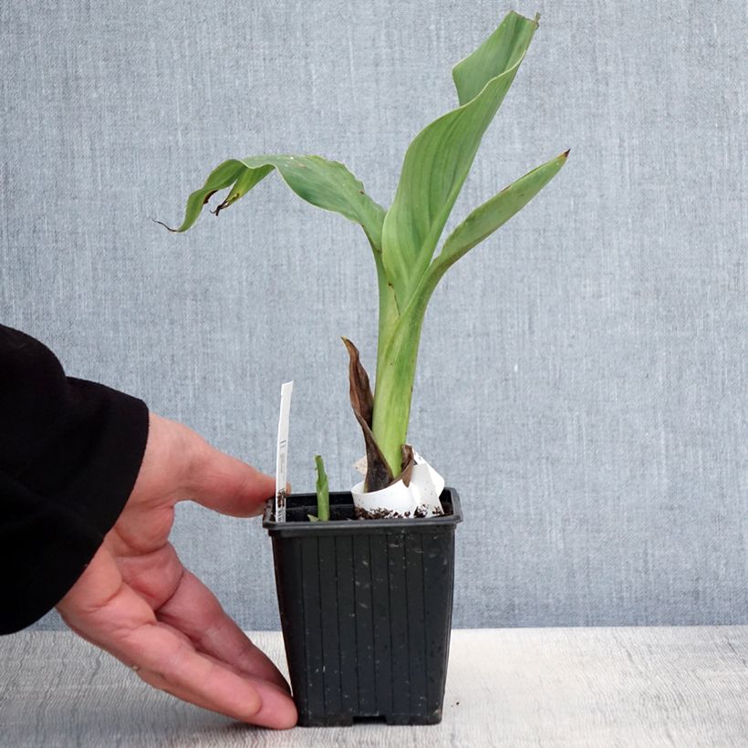 Canna glauca Ra - Balisier d'eau - Godet de 8/9 cm esemplare consegnato in primavera