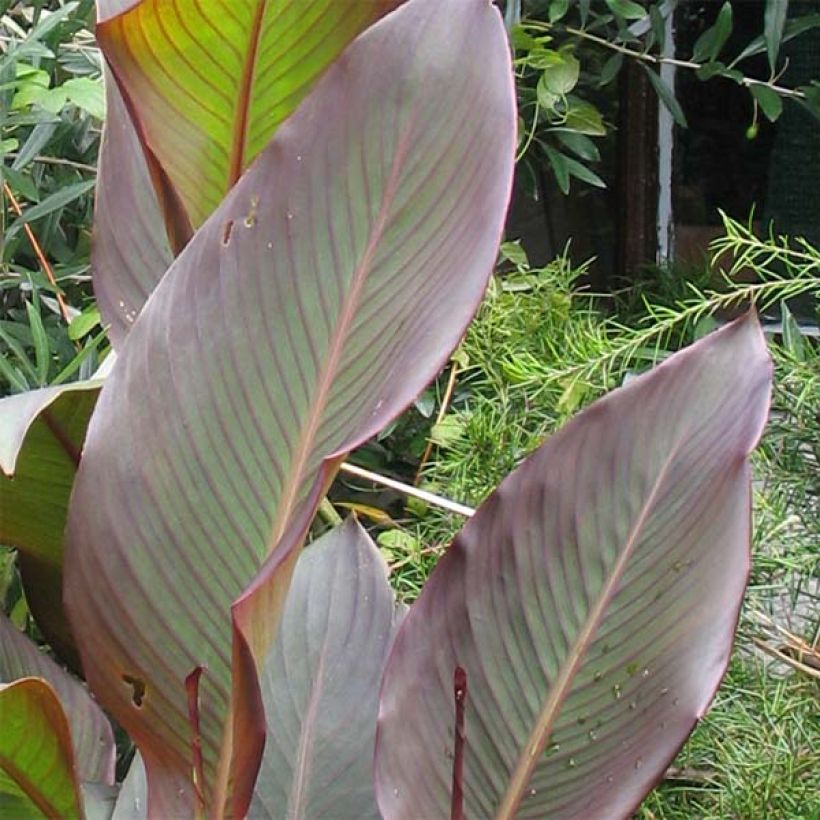 Canna indica Purpurea - Canna d'India (Fogliame)