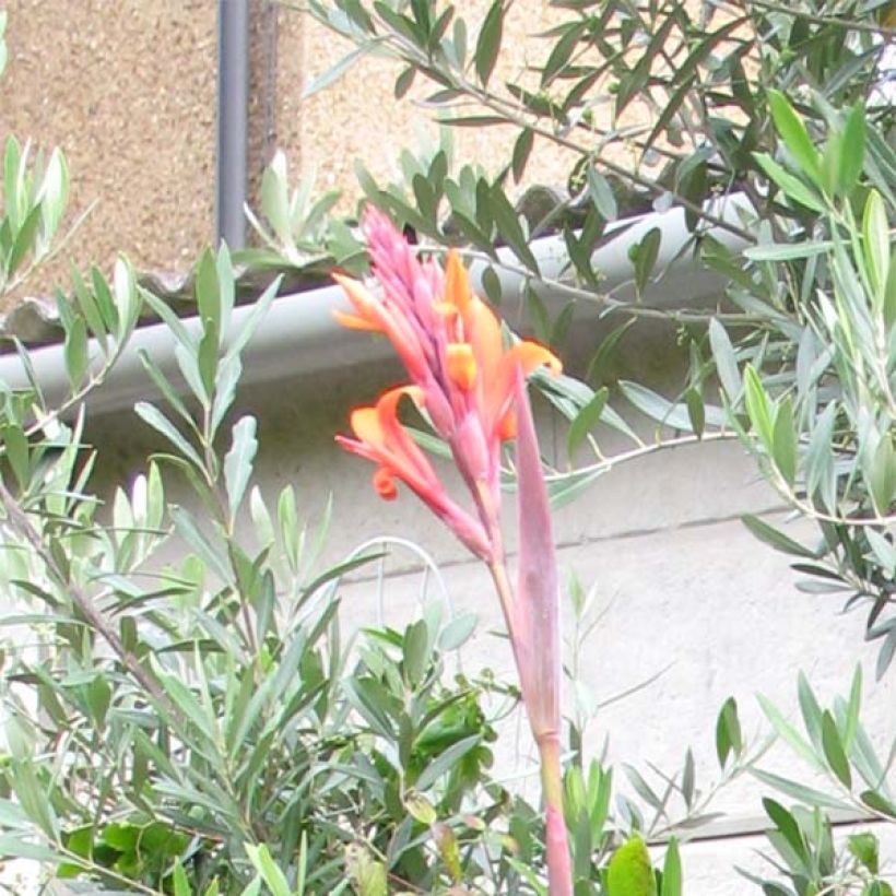 Canna indica Purpurea - Canna d'India (Fioritura)