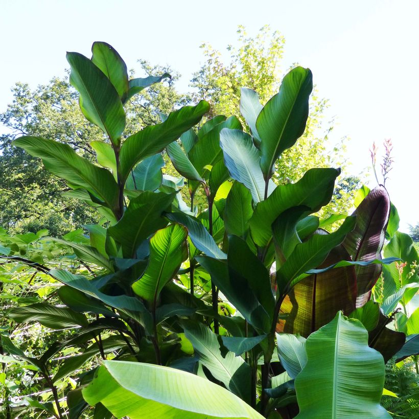 Canna musaefolia Musaefolia (Porto)