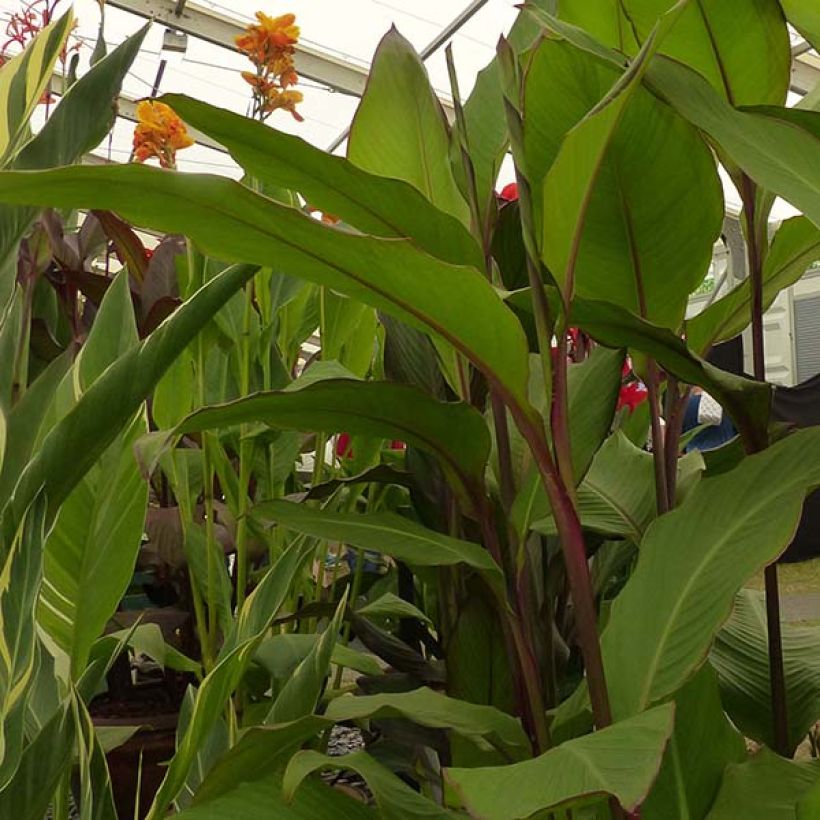 Canna musaefolia Musaefolia (Fogliame)