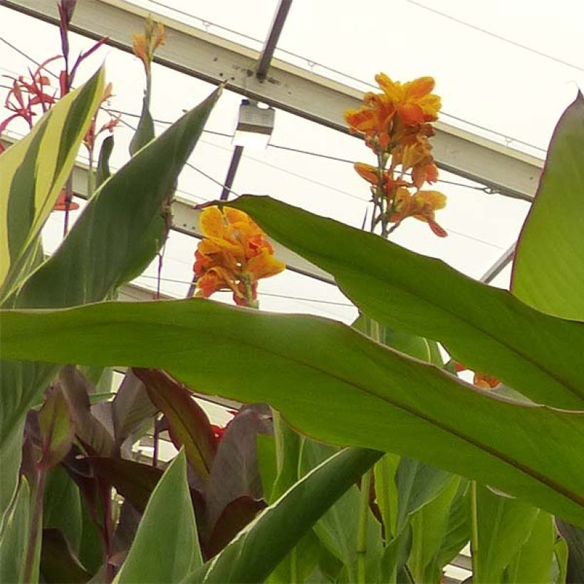 Canna musaefolia Musaefolia (Fioritura)