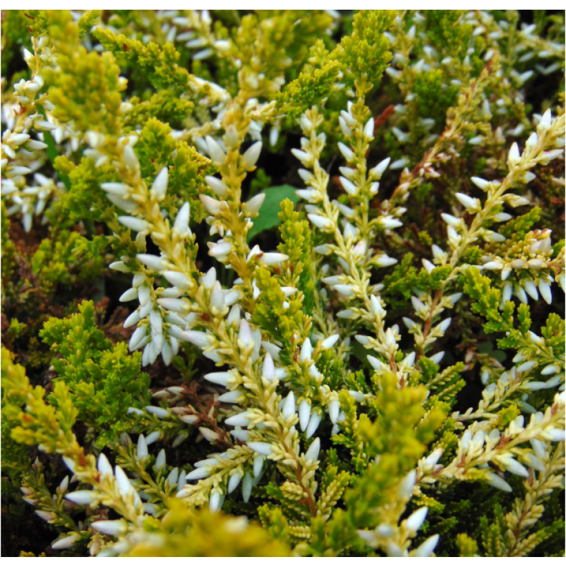 Calluna vulgaris Sandy - Brugo (Fogliame)