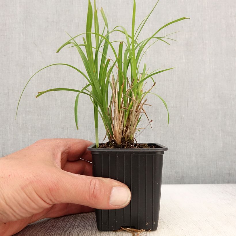 Carex acuta - Laîche aiguë - Godet de 8/9 cm esemplare consegnato in primavera