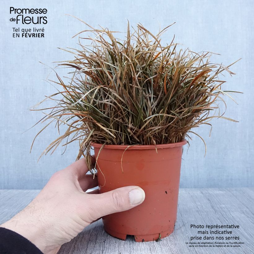 Carex berggrenii - Laîche - Pot de 1L/1,5L esemplare consegnato in inverno