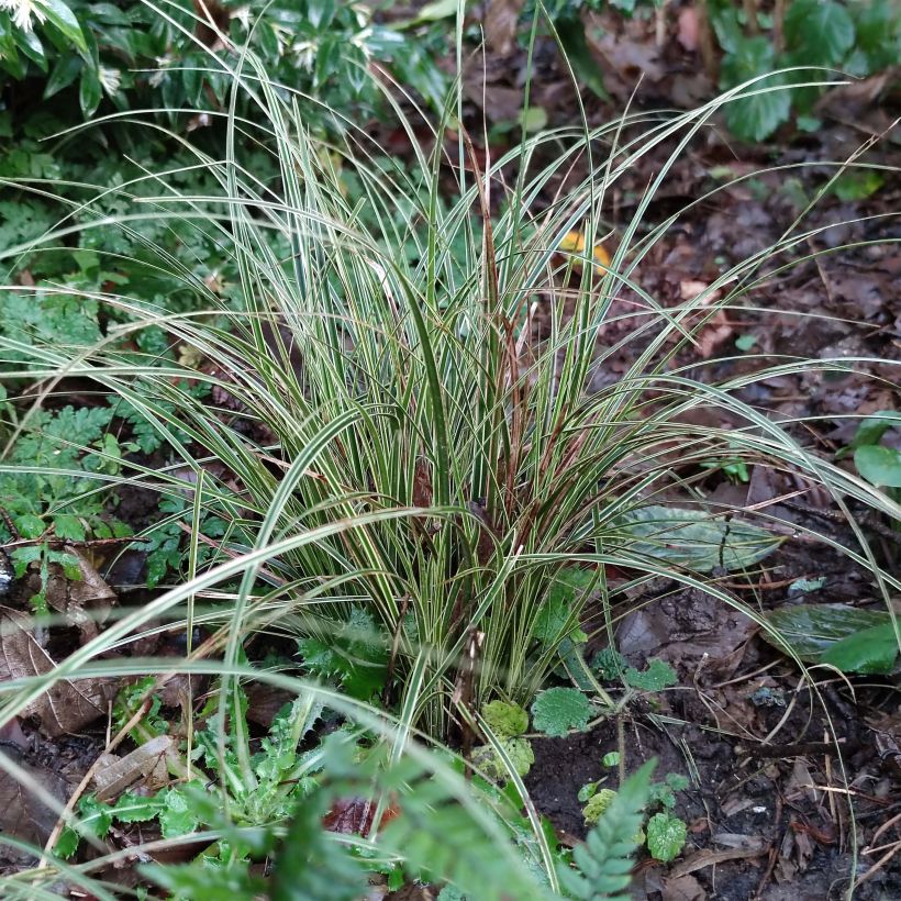 Carex brunnea Variegata (Fogliame)