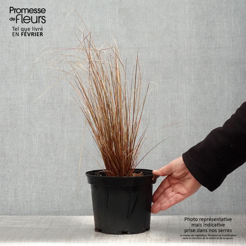 Carex buchananii Red Rooster - Laîche de Buchanan Pot de 2L/3L esemplare consegnato in inverno