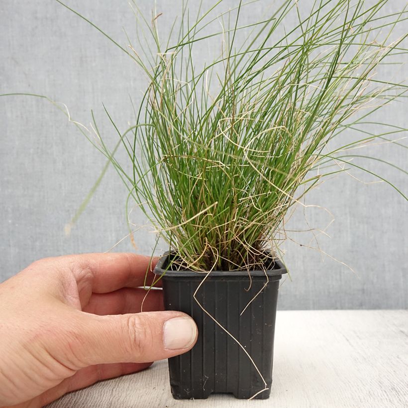 Carex davalliana - Laîche de Davall - Godet de 8/9 cm esemplare consegnato in primavera