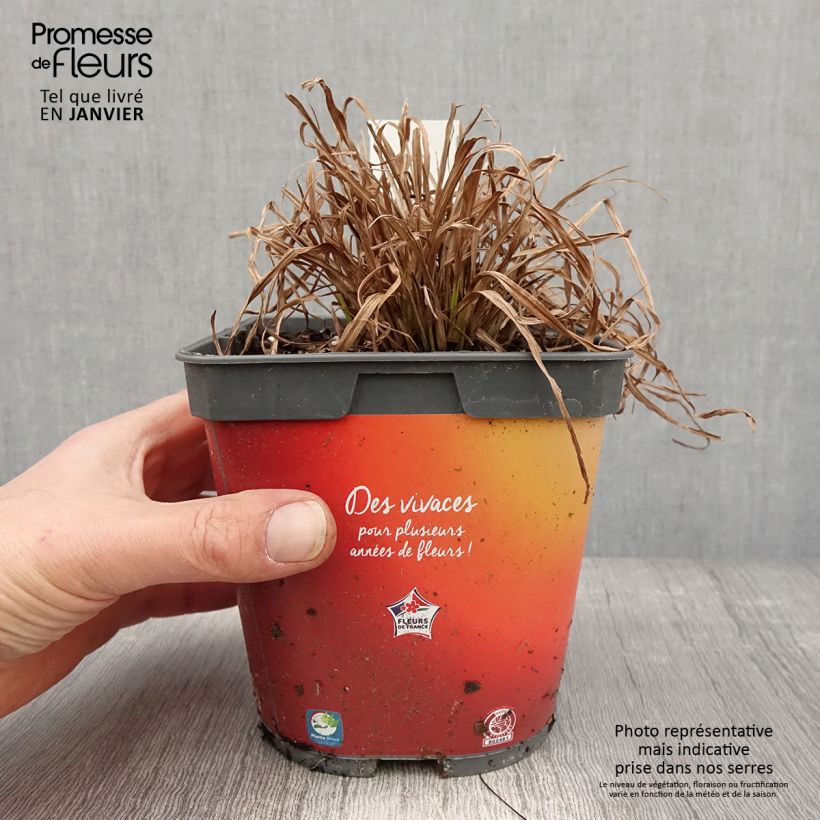 Carex elata Aurea - Laîche dorée Pot de 2L/3L esemplare consegnato in inverno