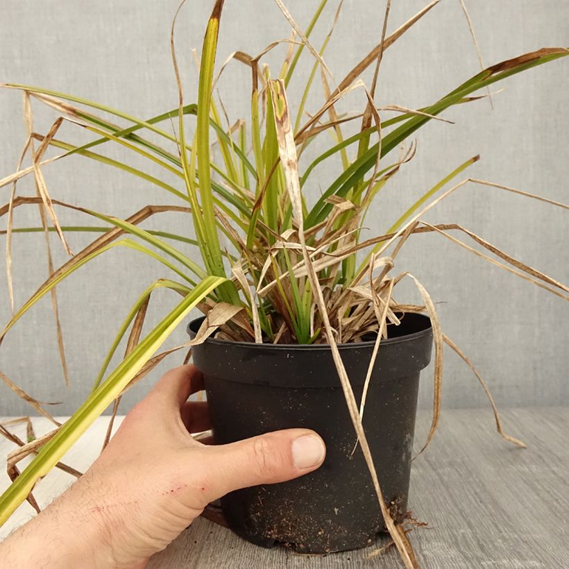 Carex grayi - Laîche massue en pot de 2L/3L esemplare consegnato in primavera