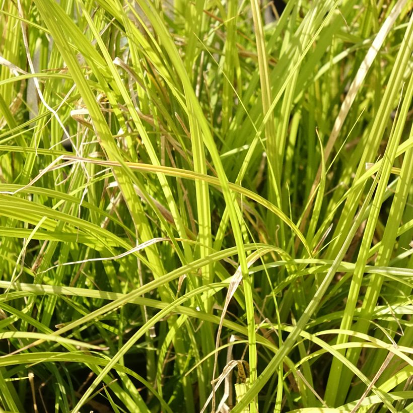 Carex lenta Osaka (Fogliame)