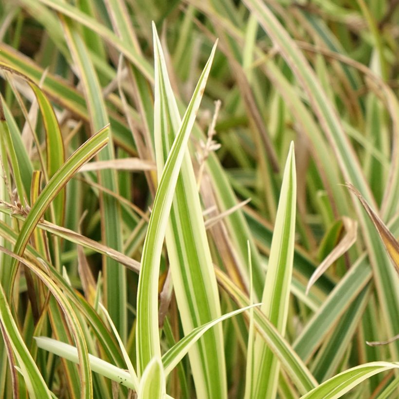 Carex morrowii Goldband - Carice variegato (Fogliame)