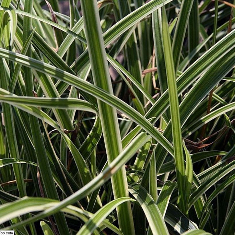 Carex morrowii Variegata - Carice variegato (Fogliame)