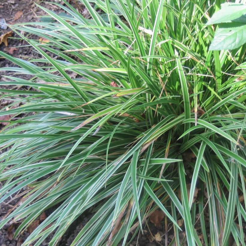 Carex morrowii Variegata - Carice variegato (Porto)